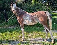 white-socks-strip-star-face-horse