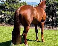 athletic-quarter-horse