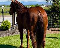 endurance-quarter-horse