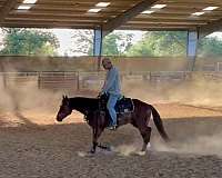ranch-quarter-horse