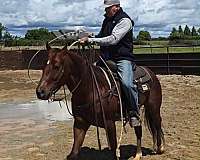 ranch-versatility-quarter-horse
