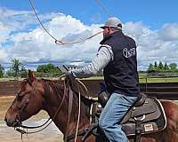 trail-quarter-horse