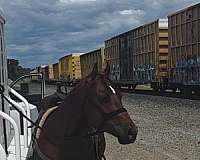 trail-riding-quarter-horse