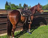 sorrel-all-around-horse