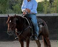 sorrel-athletic-horse