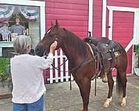 sorrel-endurance-horse