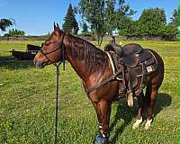 sorrel-ranch-horse