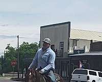 sorrel-ranch-versatility-horse