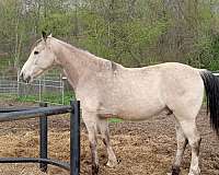 buckskin-white-socks-strip-star-face-horse