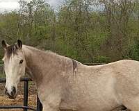 has-bred-tennessee-walking-horse