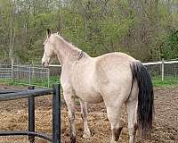 lunging-tennessee-walking-horse