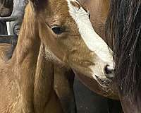 can-be-registered-standardbred-horse