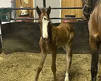cash-only-standardbred-horse