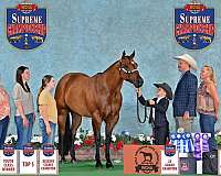 athletic-quarter-horse