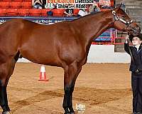 all-around-quarter-horse