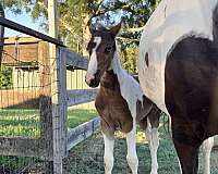 nssha-spotted-spotted-saddle-colt
