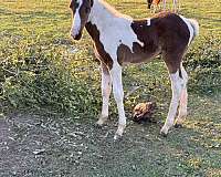 spotted-spotted-saddle-colt