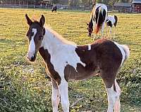 homozygous-spotted-spotted-saddle-horse
