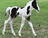 spotted-saddle-horse