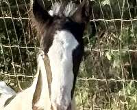 spotted-saddle-horse-for-sale