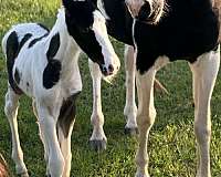 spotted-saddle-colt