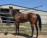 white-star-horse