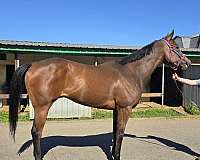 bay-white-star-horse