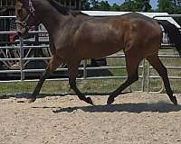 athletic-thoroughbred-horse