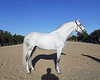doma-stallion