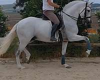 san-stallion