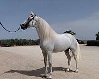 solo-stallion