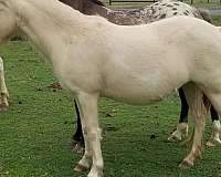 perlino-welsh-pony-broodmare