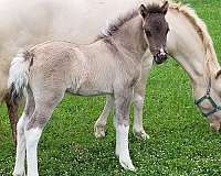 perlino-wpcsa-broodmare
