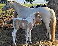 perlino-wpcsa-horse