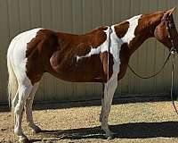 paint-gelding