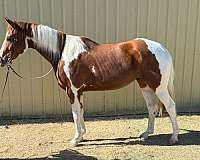 paint-horse-for-sale
