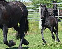 all-friesian-pony