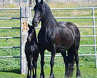 and-temperament-friesian-pony