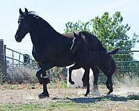 around-friesian-pony