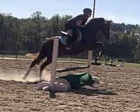 babysitter-arabian-horse