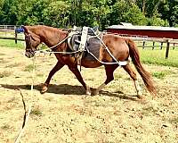 fredericksburg-arabian-horse