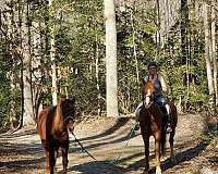 full-lease-arabian-horse