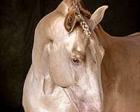 palm-beach-andalusian-horse