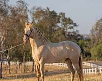west-palm-beach-andalusian-horse