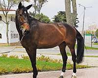 17-hand-selle-francais-mare