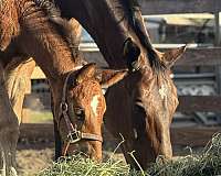 fei-selle-francais-horse