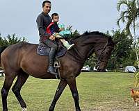 jumper-selle-francais-horse