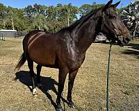 hunter-jumper-selle-francais-horse