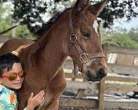 lesson-selle-francais-horse