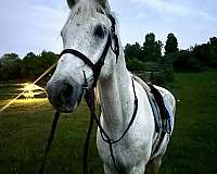 teddy-bear-gelding